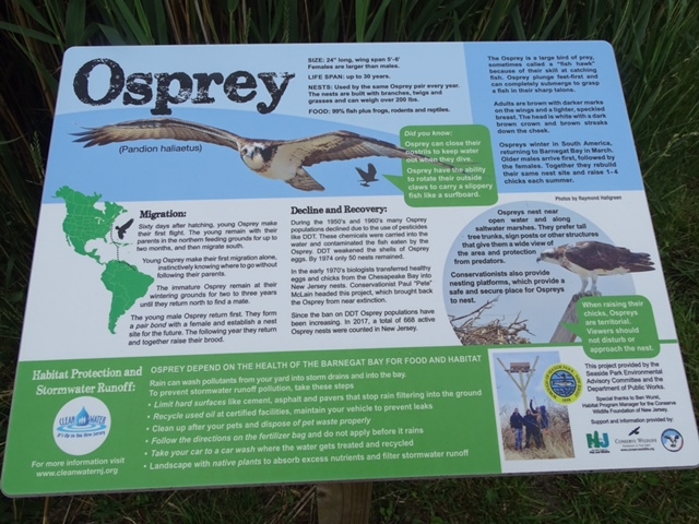 Information sign about ospreys